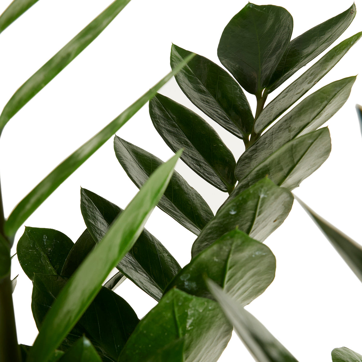 Zamioculcas Zz Xl – Plante D'Intérieur