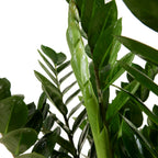 Zamioculcas Zz Xl – Plante D'Intérieur