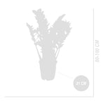 Zamioculcas Zz Xl – Plante D'Intérieur