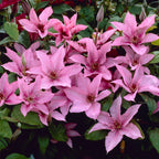 Lot De 2 Clématites Hagley Hybrid – Plante D'Extérieur