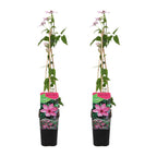 Lot De 2 Clématites Hagley Hybrid – Plante D'Extérieur