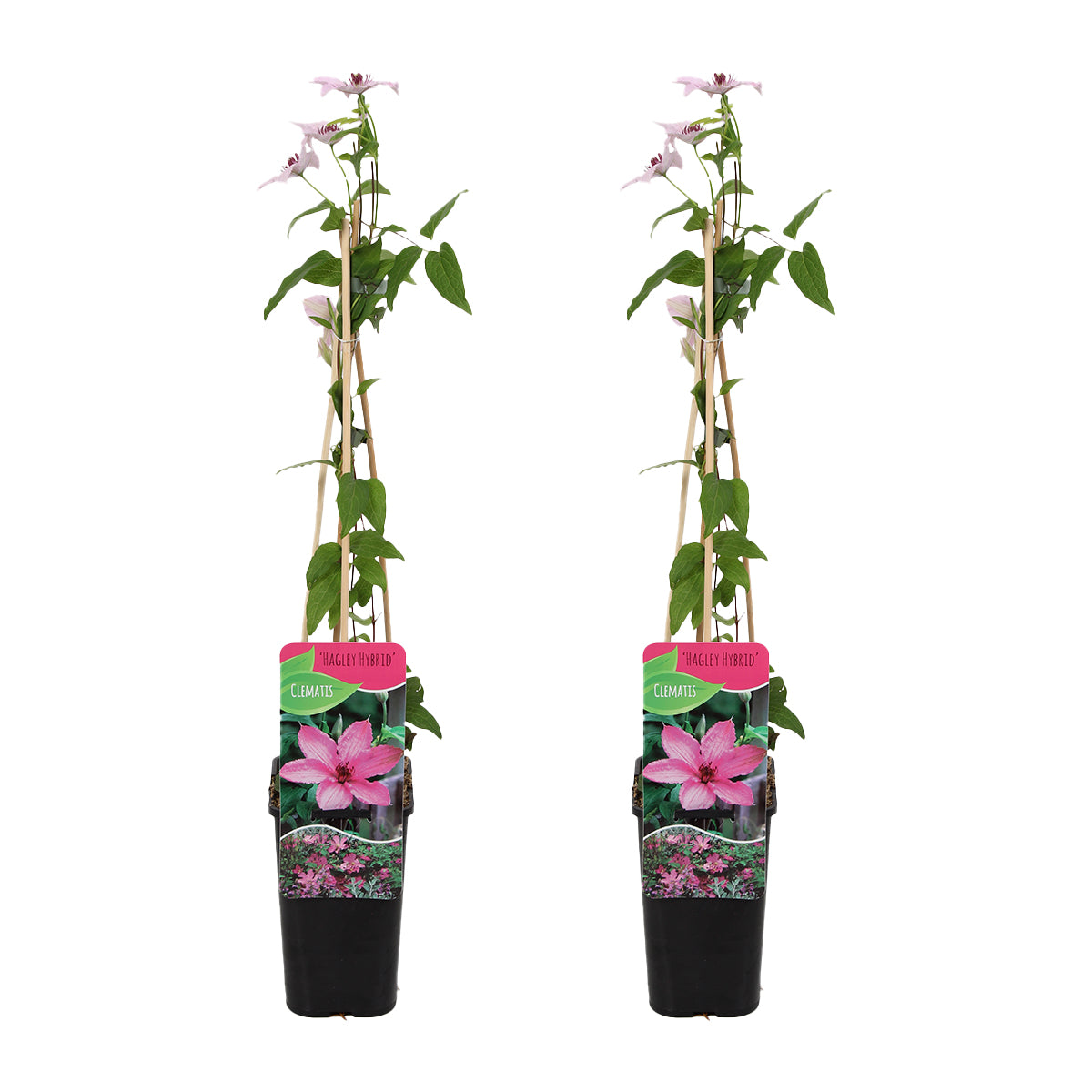 Lot De 2 Clématites Hagley Hybrid – Plante D'Extérieur