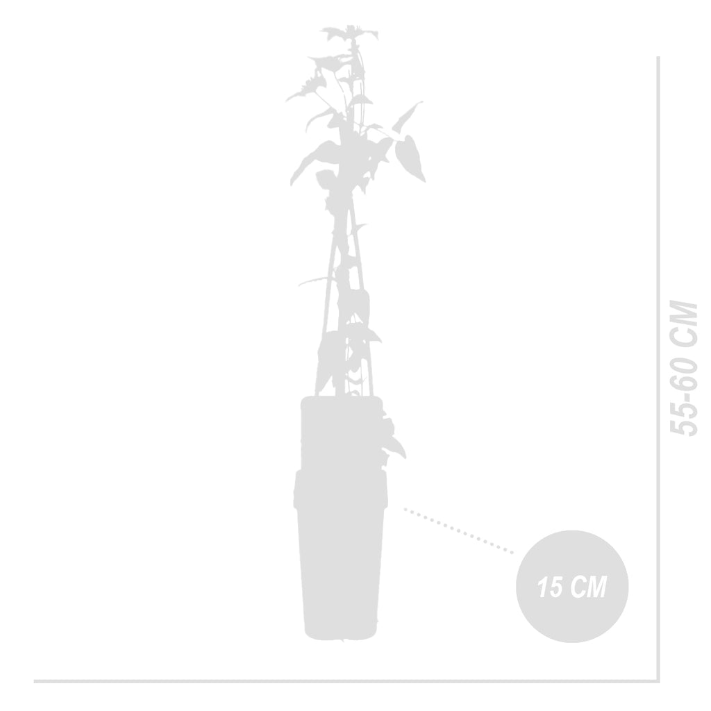 Lot De 2 Clématites Hagley Hybrid – Plante D'Extérieur