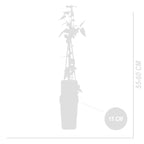 Lot De 2 Clématites Hagley Hybrid – Plante D'Extérieur