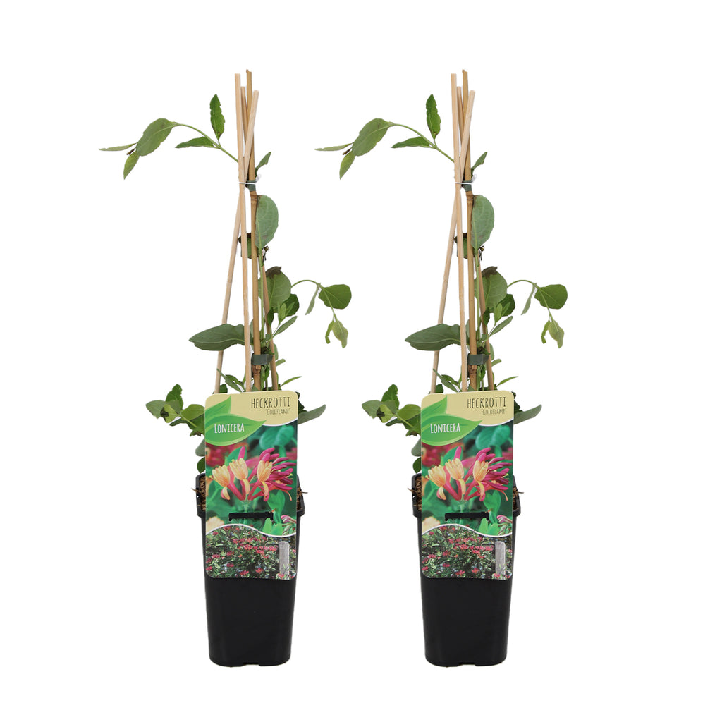 Set of 2 Goldflame Honeysuckles – Outdoor Plant