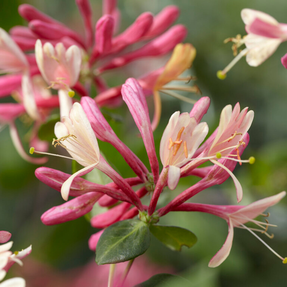 Set of 2 Goldflame Honeysuckles – Outdoor Plant