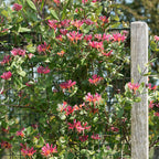 Set of 2 Goldflame Honeysuckles – Outdoor Plant