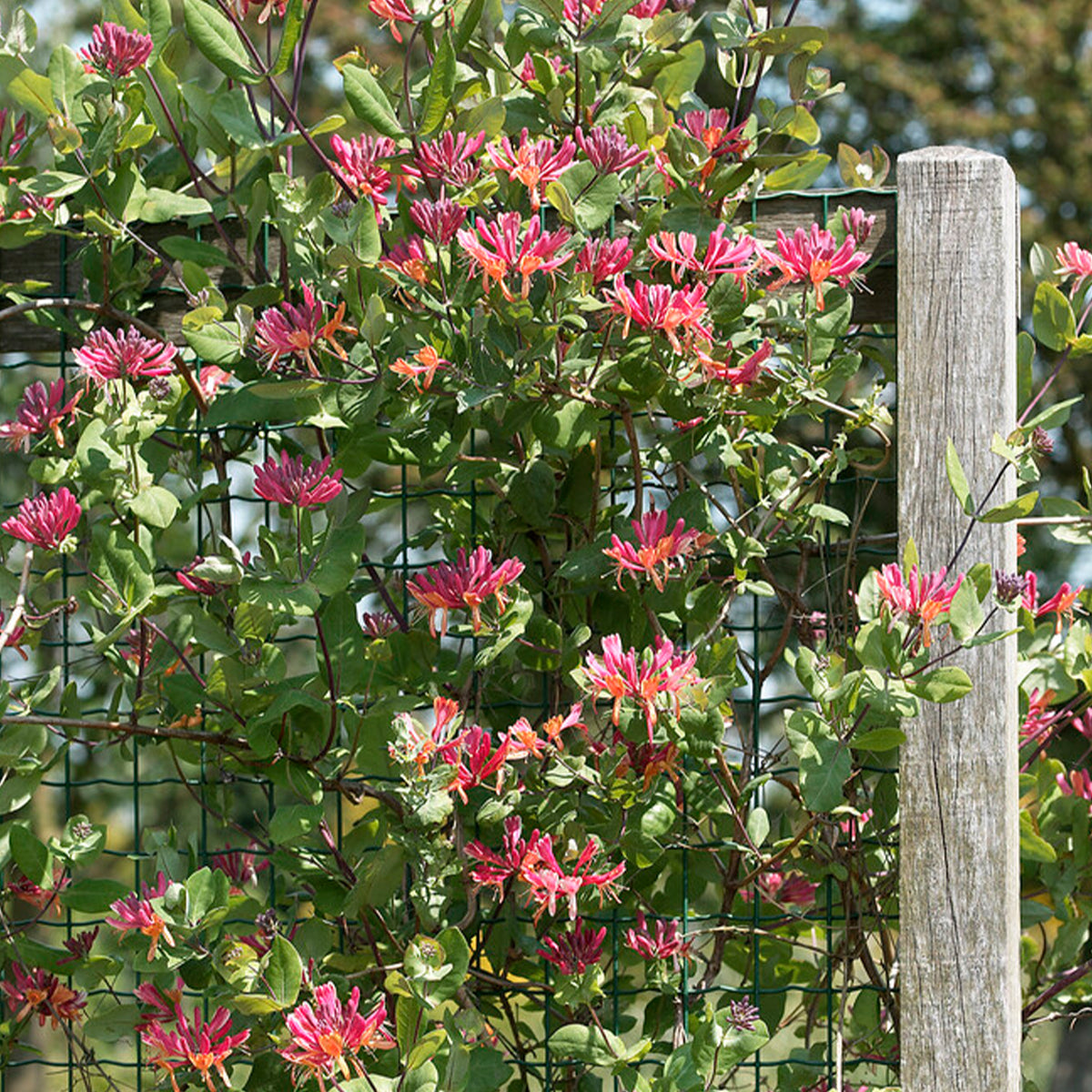 Set of 2 Goldflame Honeysuckles – Outdoor Plant