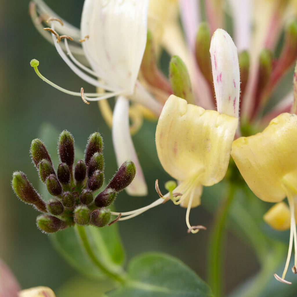 Set of 2 Common Honeysuckles – Outdoor Plant