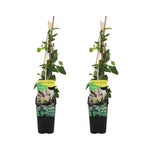 Set of 2 Common Honeysuckles – Outdoor Plant