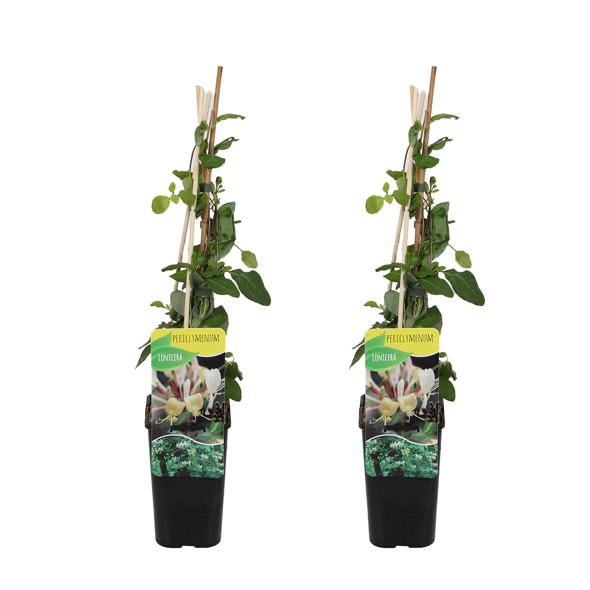 Set of 2 Common Honeysuckles – Outdoor Plant