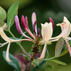 Set of 2 Common Honeysuckles – Outdoor Plant