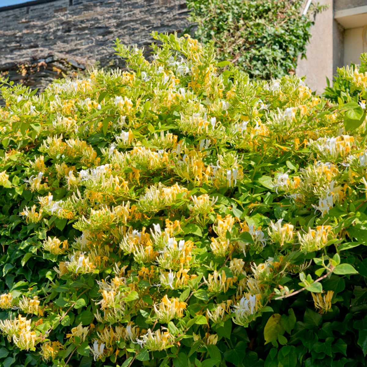 Set of 2 Common Honeysuckles – Outdoor Plant