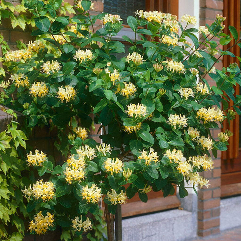 Set of 2 Common Honeysuckles – Outdoor Plant