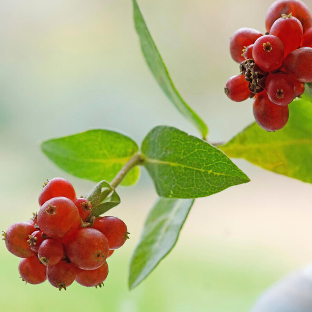 Set of 2 Common Honeysuckles – Outdoor Plant