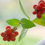 Set of 2 Common Honeysuckles – Outdoor Plant