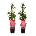 Lot De 2 Vignes Vierges Engelmannii – Plante D'Extérieur