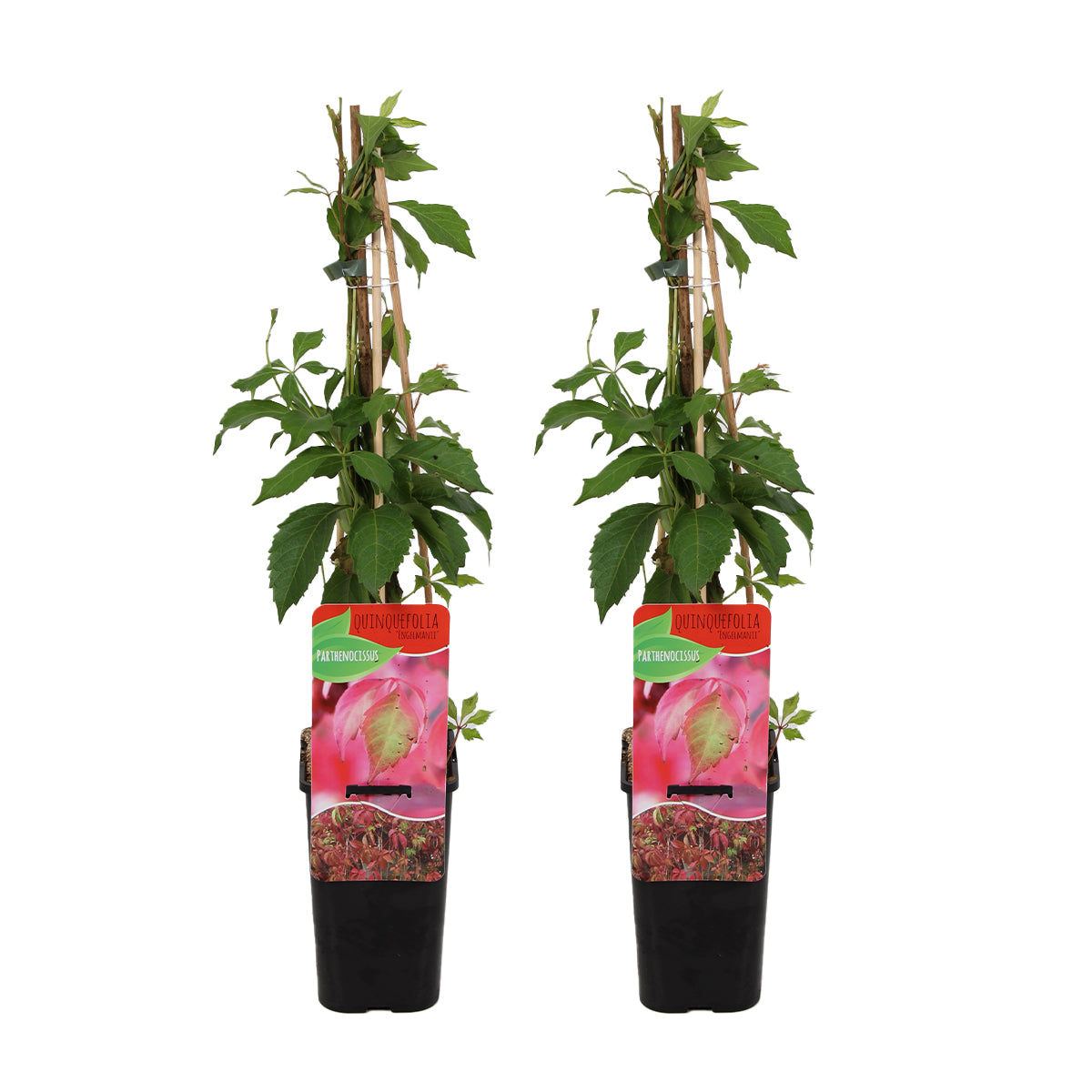 Lot De 2 Vignes Vierges Engelmannii – Plante D'Extérieur