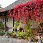 Lot De 2 Vignes Vierges Engelmannii – Plante D'Extérieur