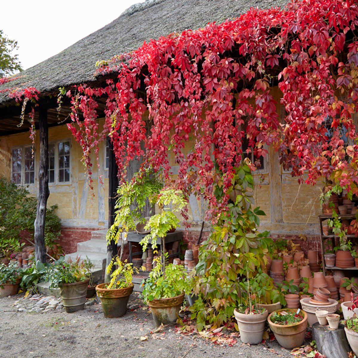 Lot De 2 Vignes Vierges Engelmannii – Plante D'Extérieur
