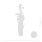 Lot De 2 Vignes Vierges Engelmannii – Plante D'Extérieur