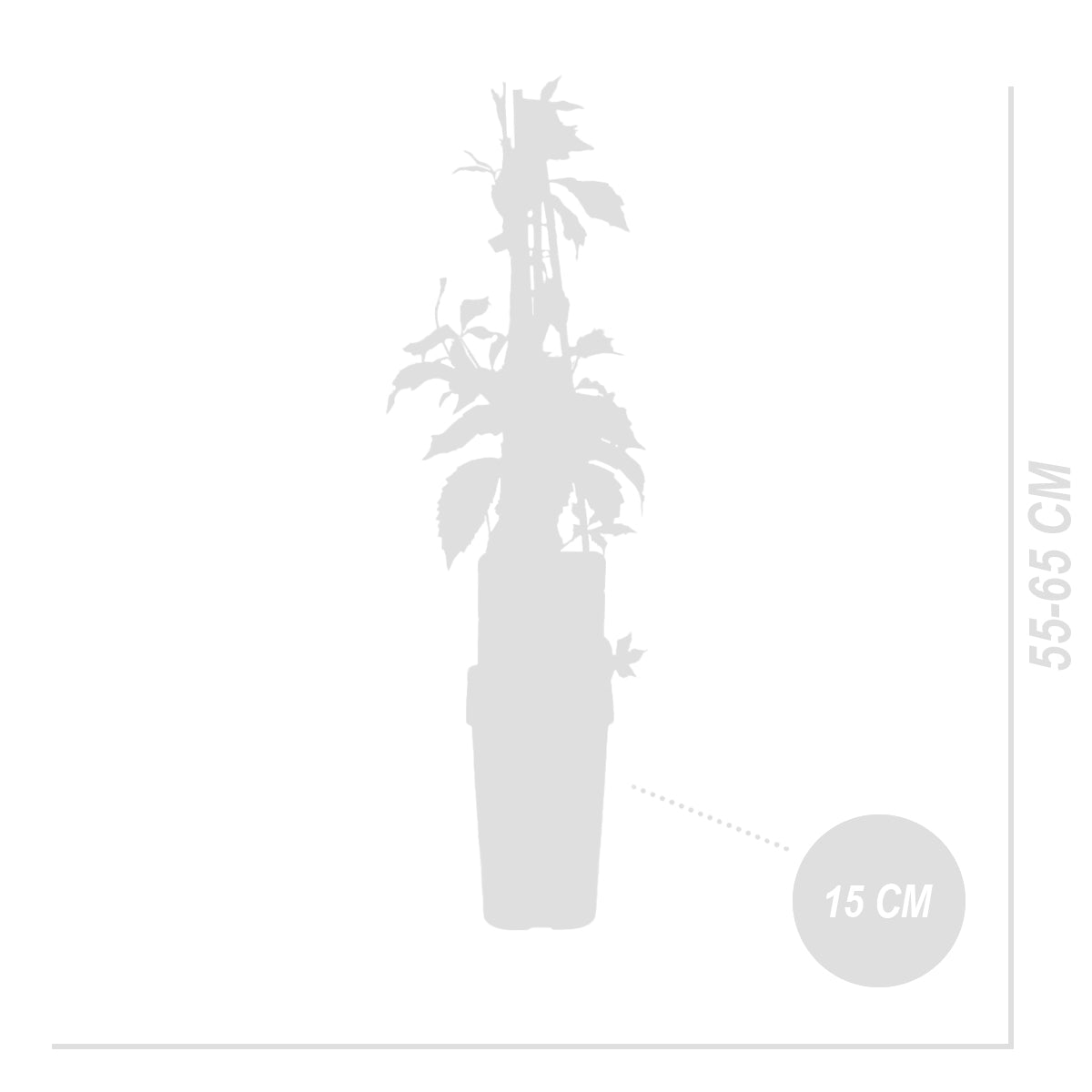 Lot De 2 Vignes Vierges Engelmannii – Plante D'Extérieur