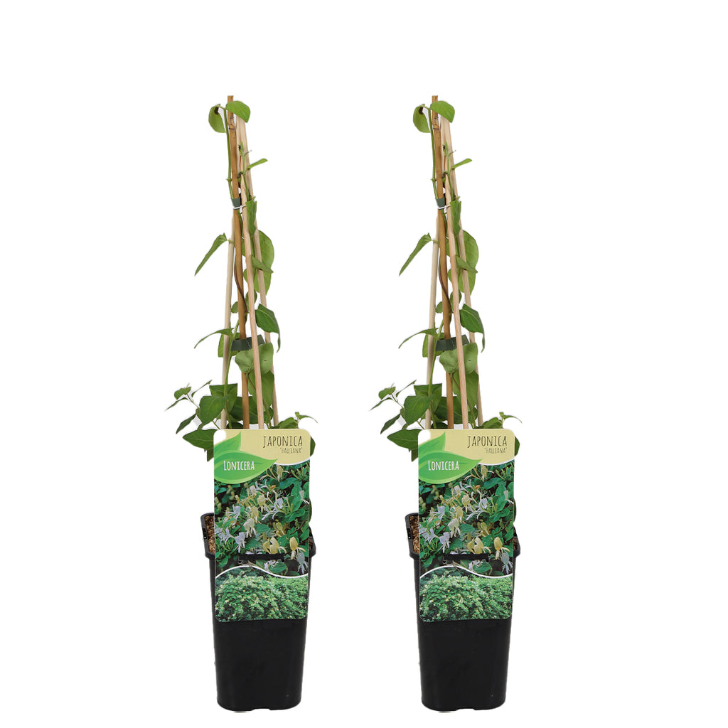 Lot De 2 Chèvrefeuilles Halliana – Plante D'Extérieur