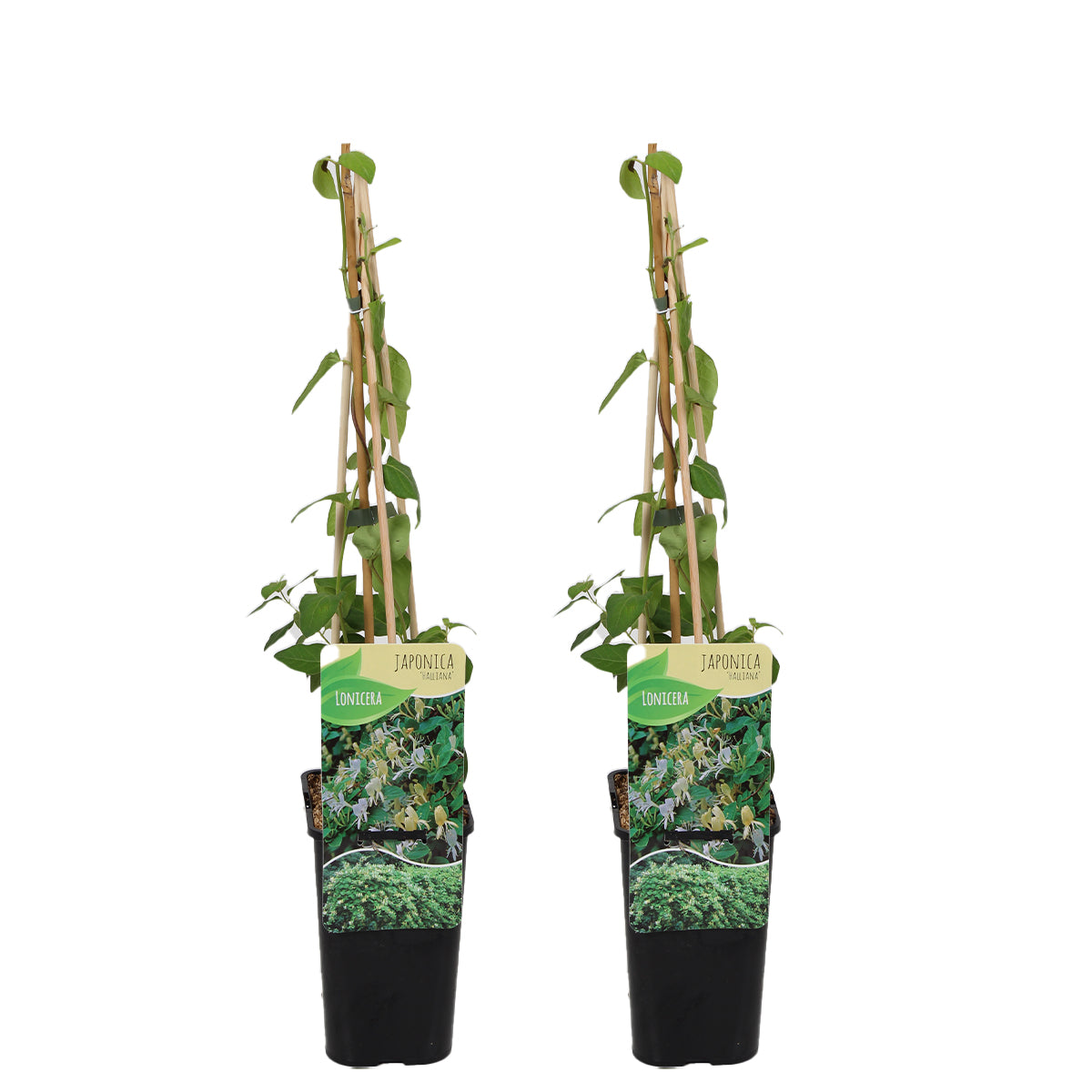 Lot De 2 Chèvrefeuilles Halliana – Plante D'Extérieur