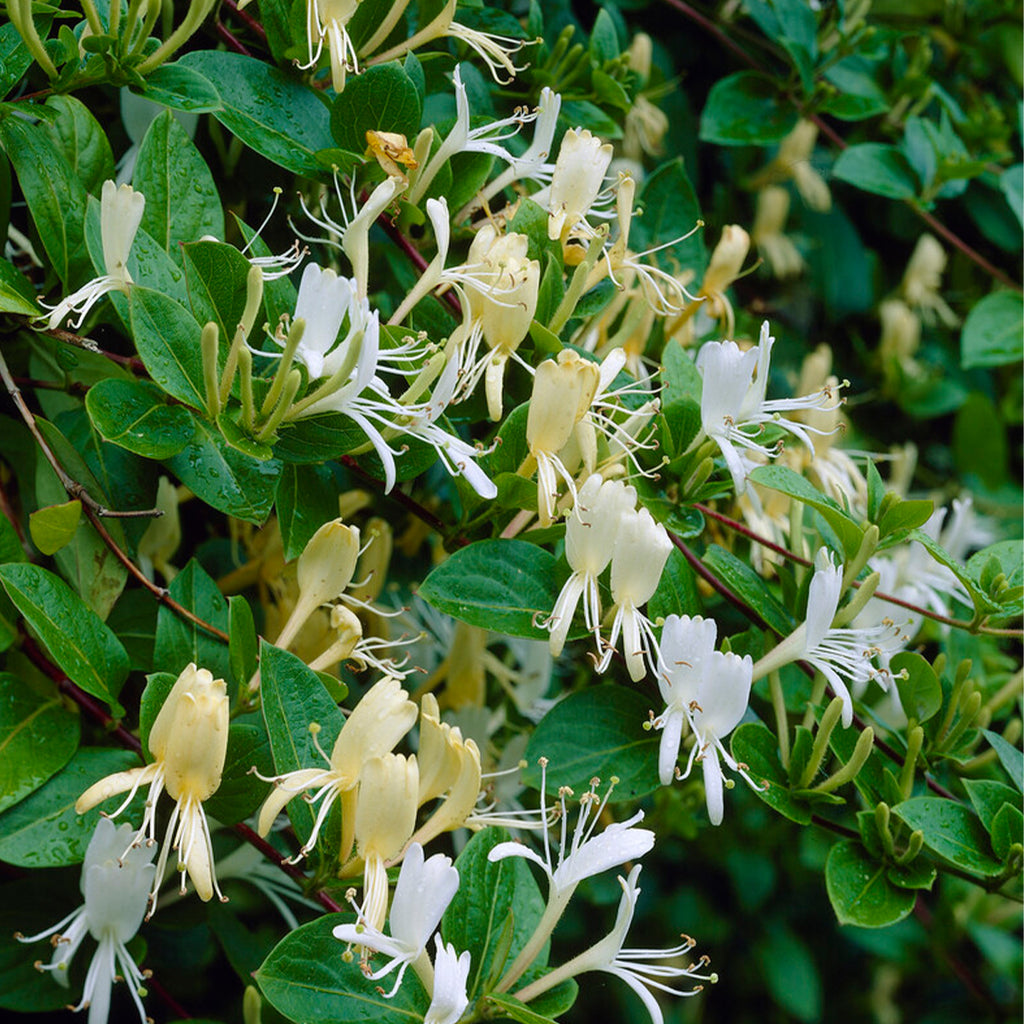Lot De 2 Chèvrefeuilles Halliana – Plante D'Extérieur