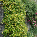 Lot De 2 Chèvrefeuilles Halliana – Plante D'Extérieur