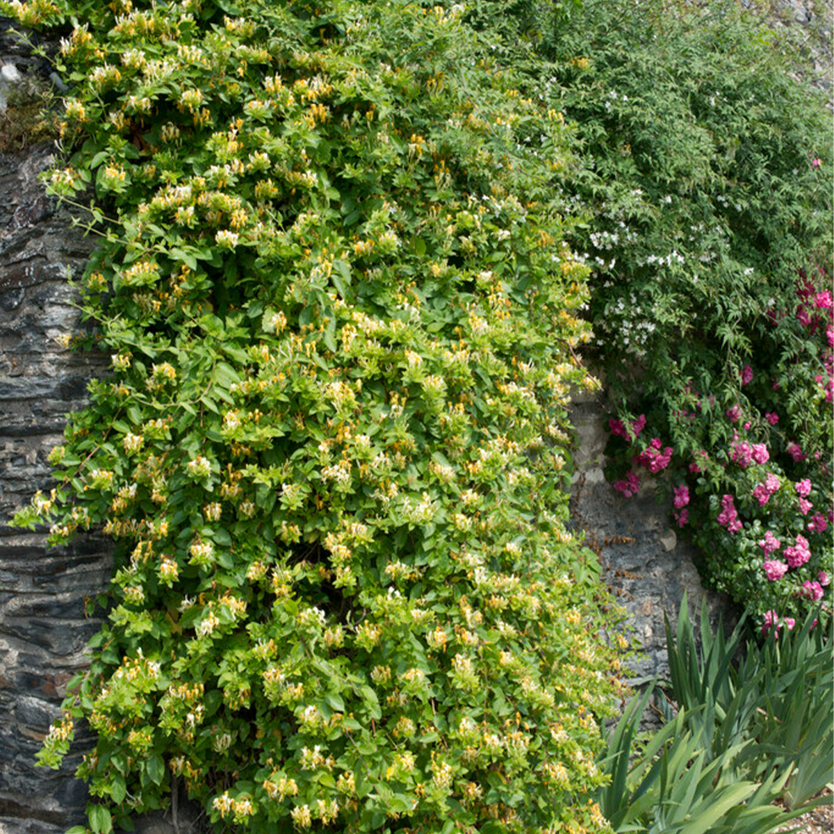 Lot De 2 Chèvrefeuilles Halliana – Plante D'Extérieur