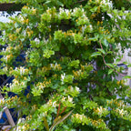 Lot De 2 Chèvrefeuilles Halliana – Plante D'Extérieur