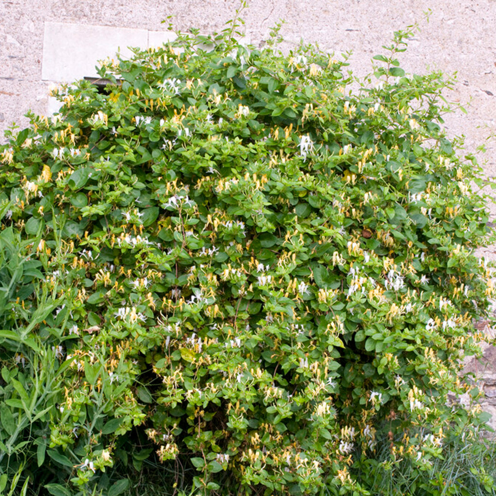 Lot De 2 Chèvrefeuilles Halliana – Plante D'Extérieur