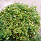 Lot De 2 Chèvrefeuilles Halliana – Plante D'Extérieur