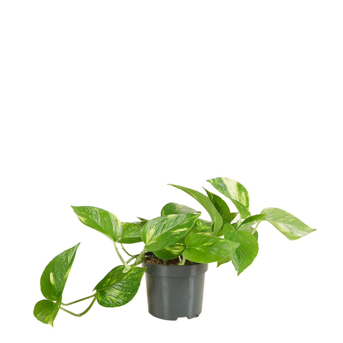 Epipremnum Aureum – Plante D'Intérieur