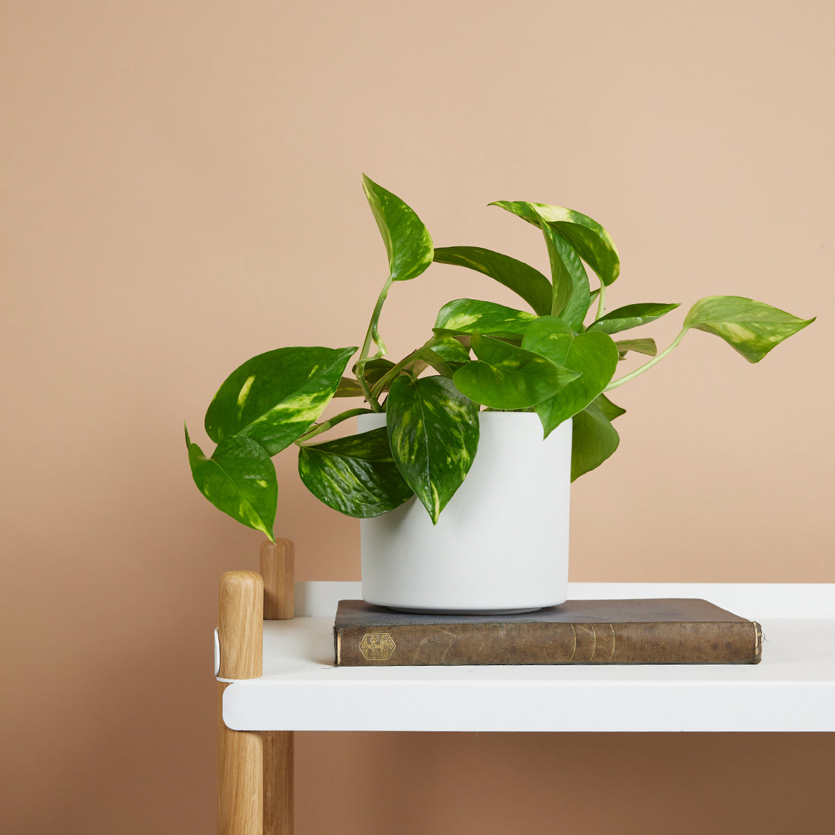 Epipremnum Aureum – Plante D'Intérieur