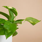 Epipremnum Aureum – Plante D'Intérieur