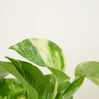 Epipremnum Aureum – Plante D'Intérieur