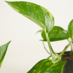 Epipremnum Aureum – Plante D'Intérieur