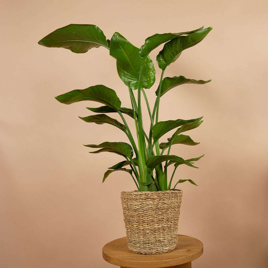 Strelitzia Nicolai – Planta de interior
