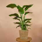 Strelitzia Nicolai – Planta de interior