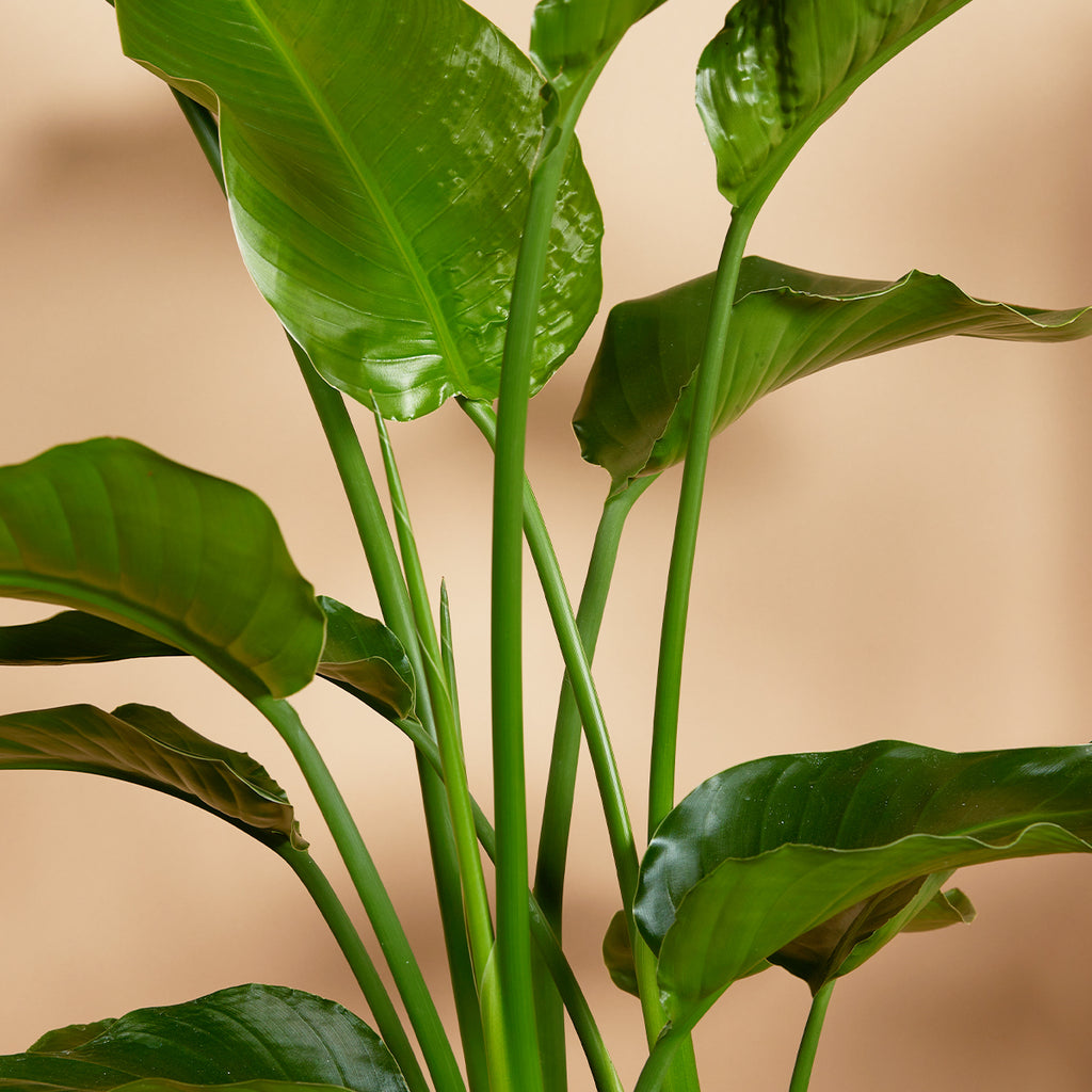 Strelitzia Nicolai – Planta de interior