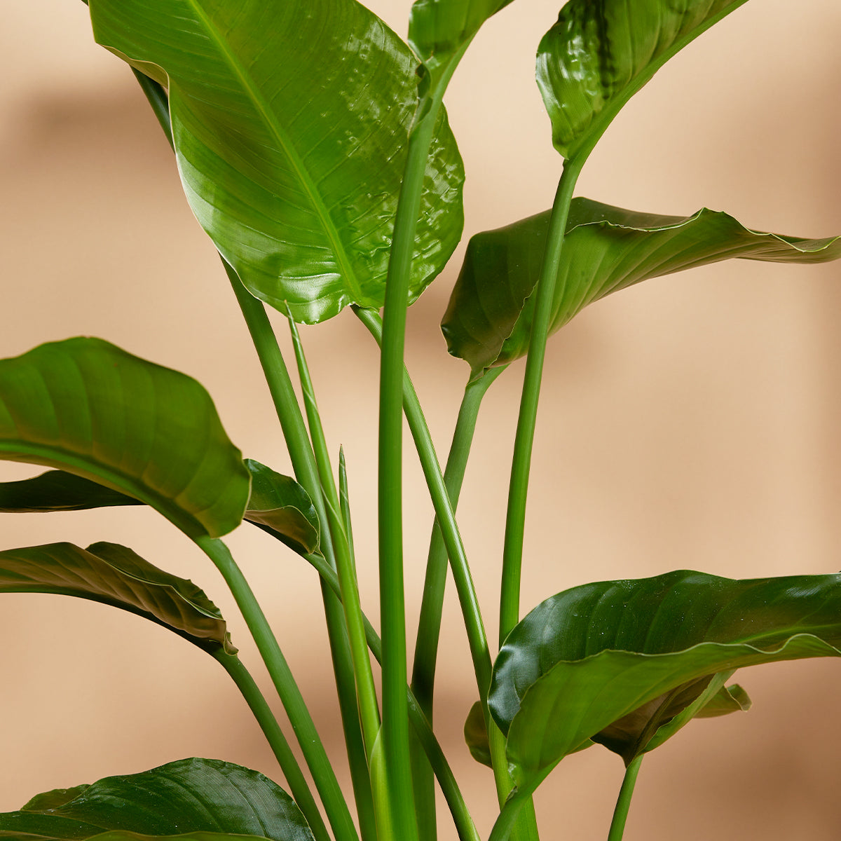 Strelitzia Nicolai – Planta de interior