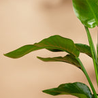 Strelitzia Nicolai – Planta de interior