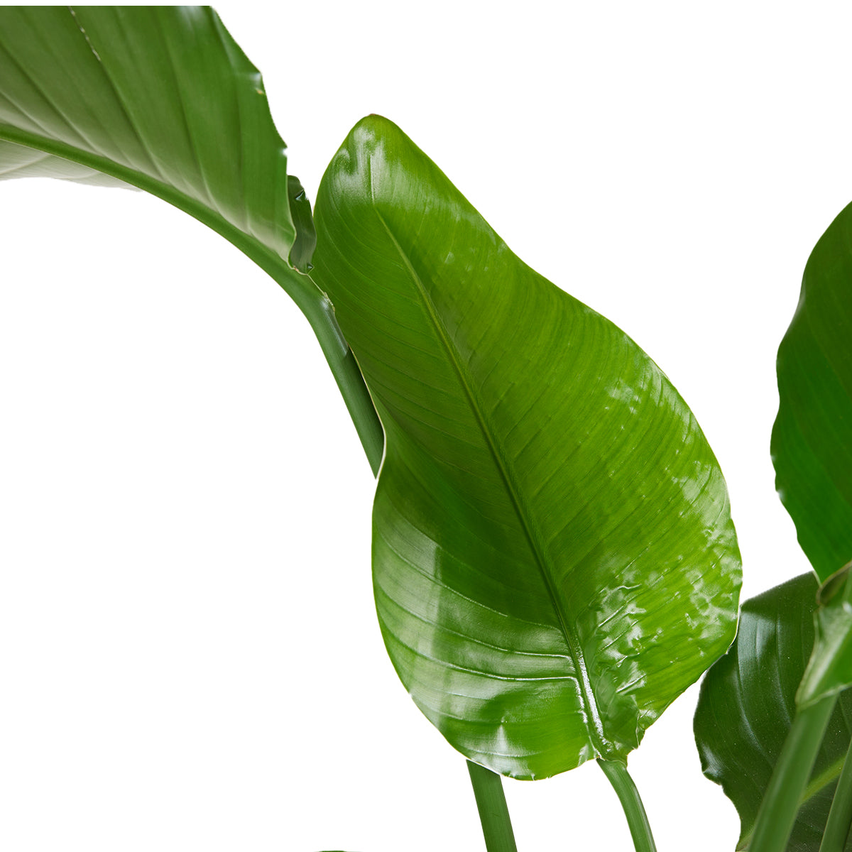 Strelitzia Nicolai – Planta de interior