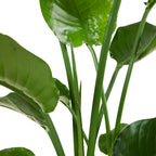Strelitzia Nicolai – Planta de interior