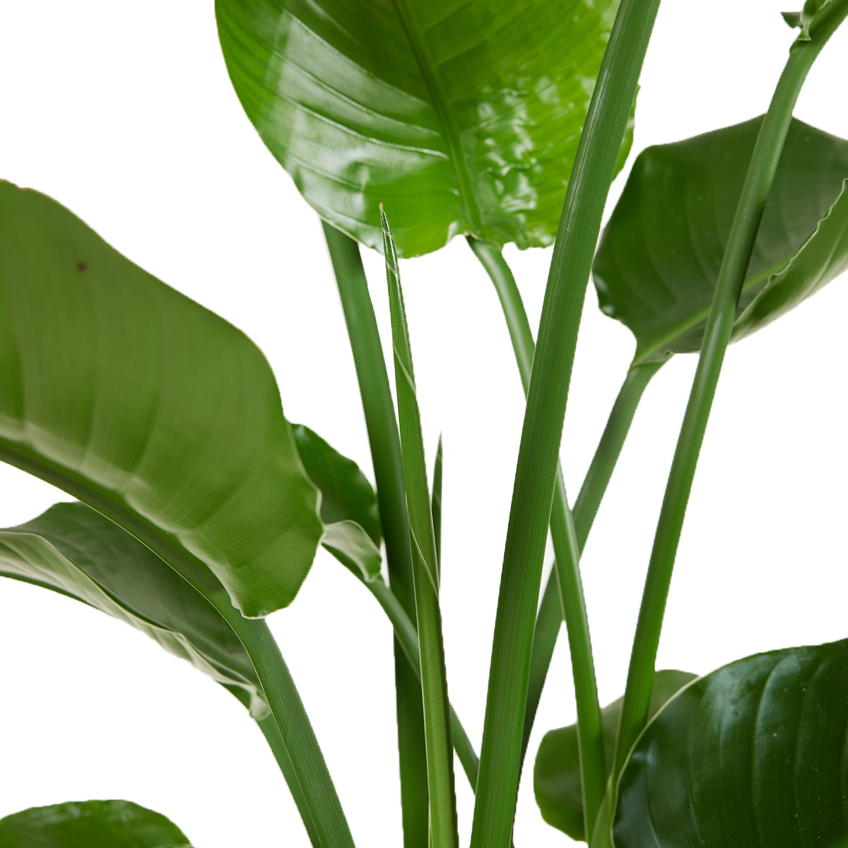 Strelitzia Nicolai – Planta de interior
