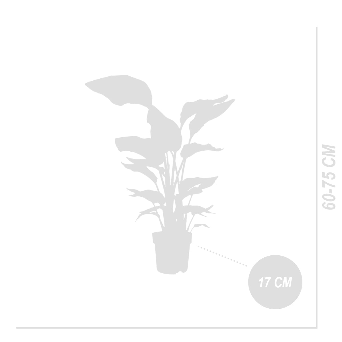 Strelitzia Nicolai – Planta de interior