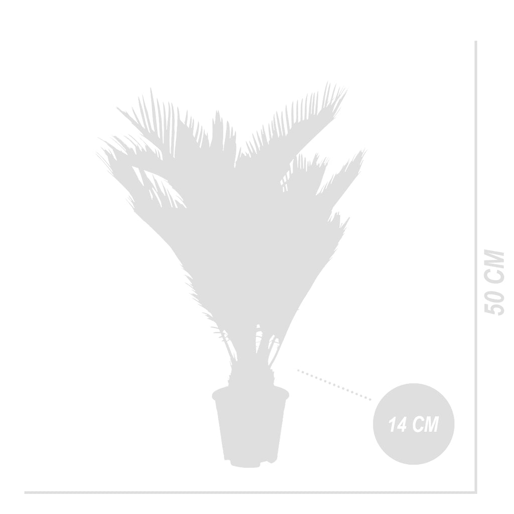 Cycas Revoluta – Plante D'Intérieur