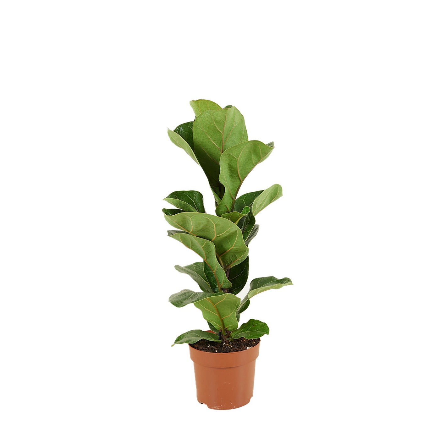 Small Ficus Lyrata – Houseplant